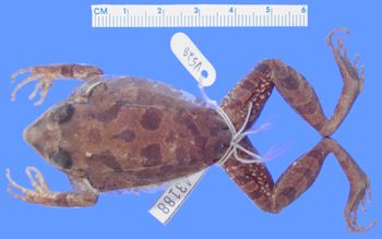 Media type: image; Herpetology A-43188